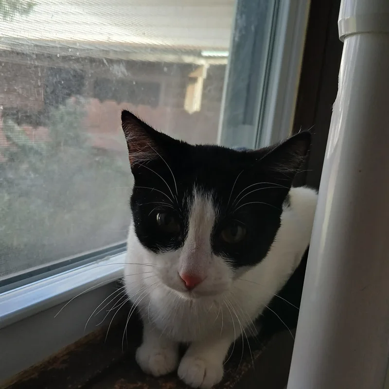 A baby medium-sized female Black American Shorthair cat named Zelda for adoption in Iowa Falls, IA