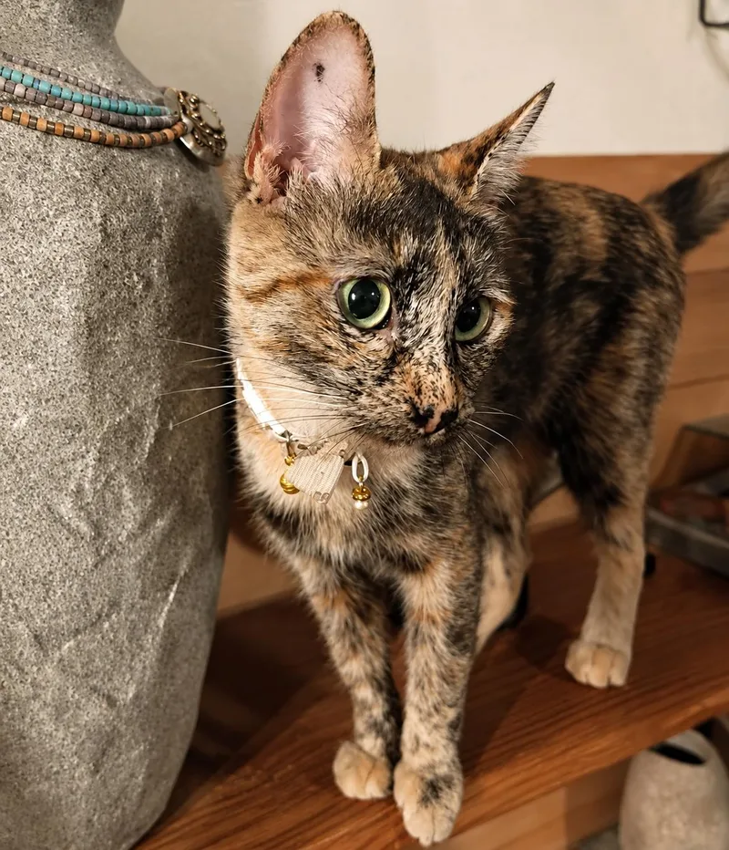 A young medium-sized female Tortoiseshell cat named Khalia for adoption in Santa Cruz, CA