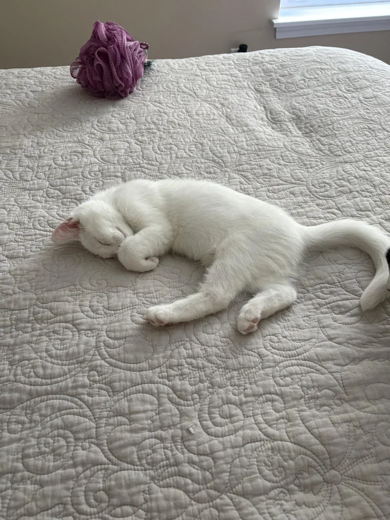 Sir Ilya Meowzanov