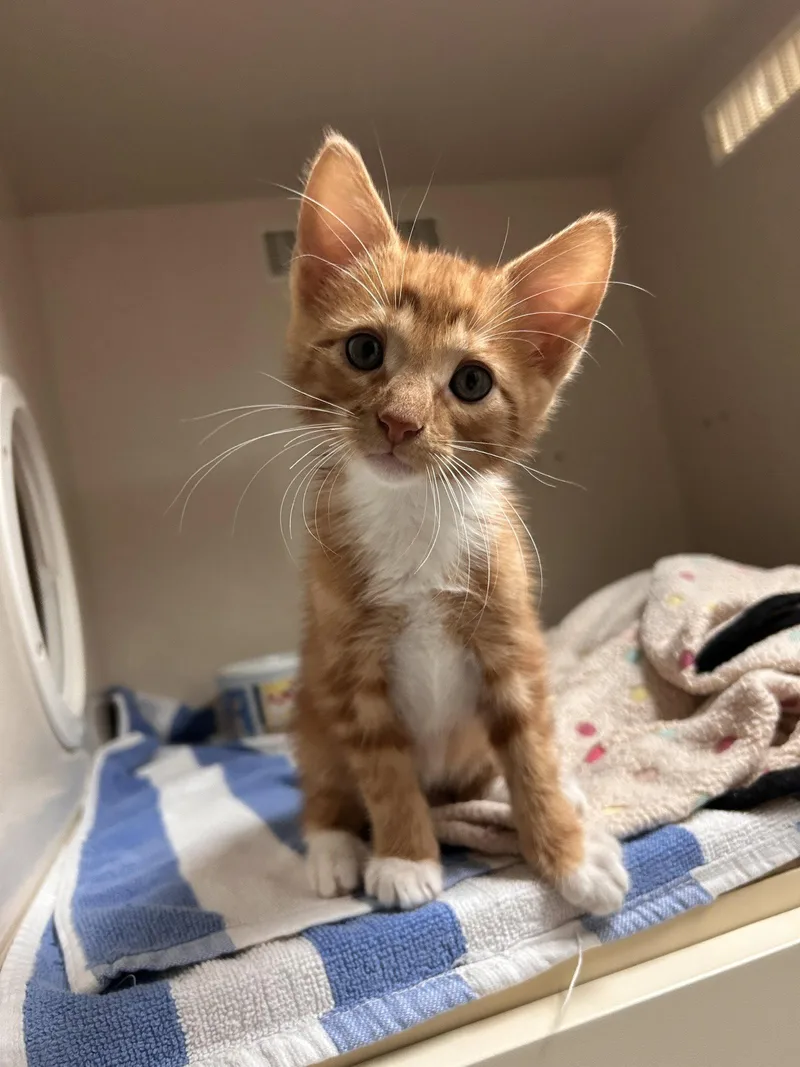 A young medium-sized male Orange / Red Domestic Short Hair cat named Sherbert for adoption in Locust Grove, GA