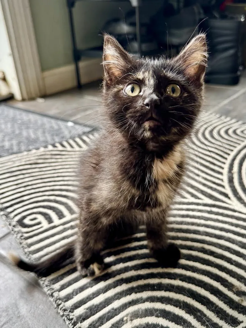 A baby small-sized female Domestic Short Hair cat named Daisy for adoption in Mankato, MN