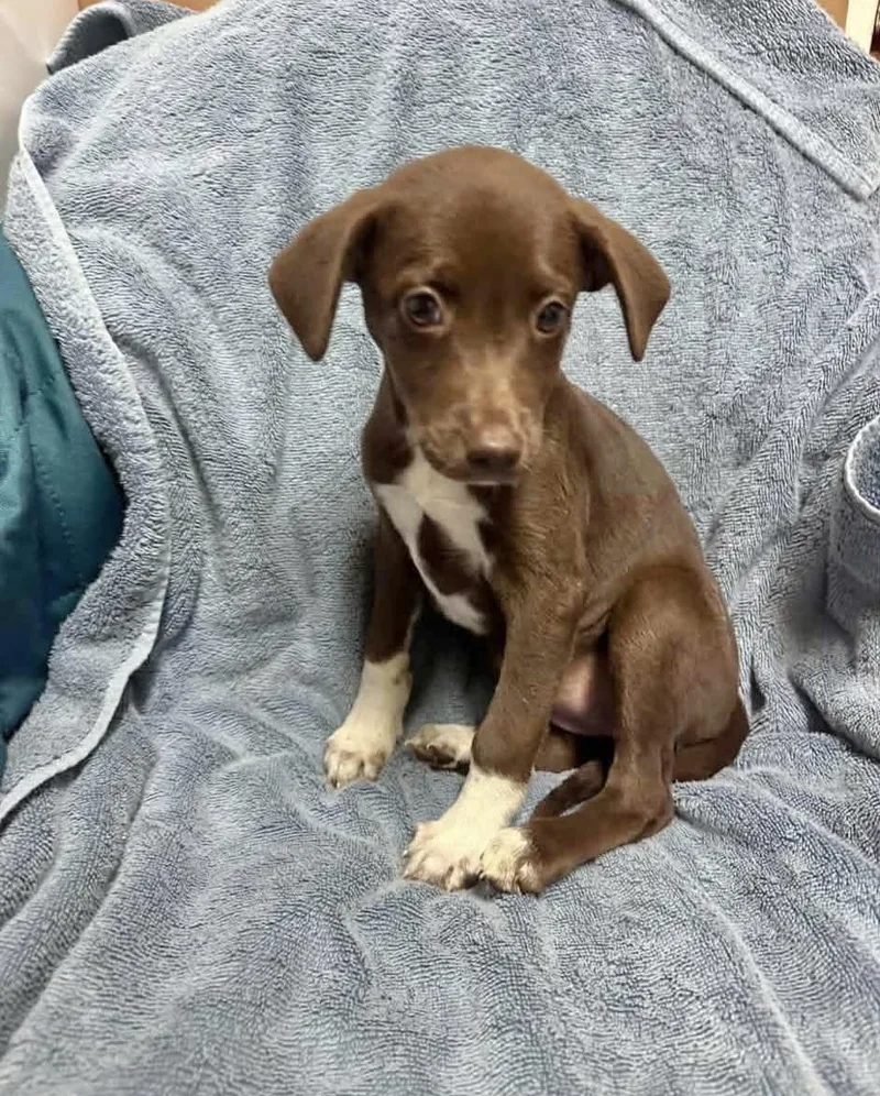 A baby medium-sized female Labrador Retriever dog named Truffles for adoption in Manchester, CT