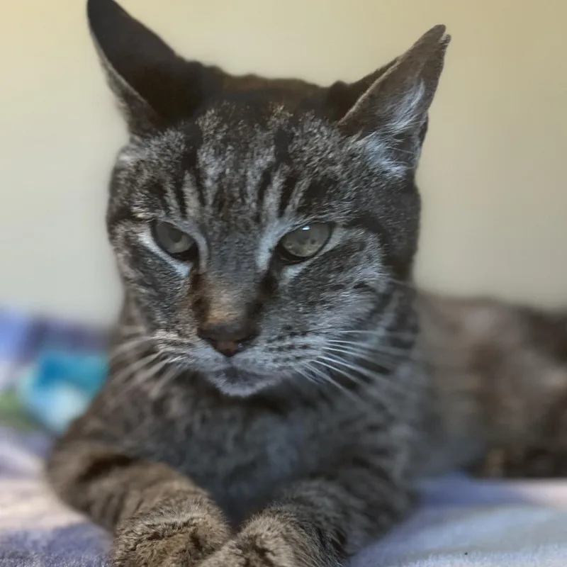A senior medium-sized male Tabby (Brown / Chocolate) Domestic Short Hair cat named Cowboy for adoption in San Diego, CA