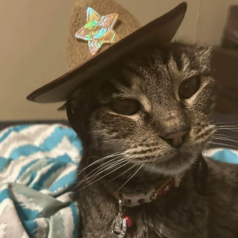 Cowboy thumbnail 2
