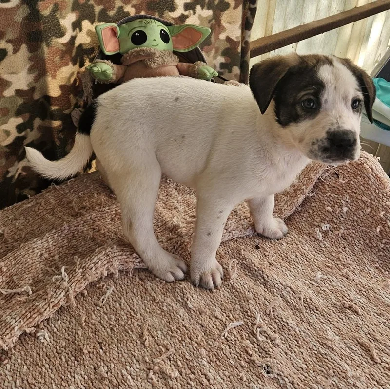 A baby large-sized female Hound dog named Brownie for adoption in San Antonio, TX