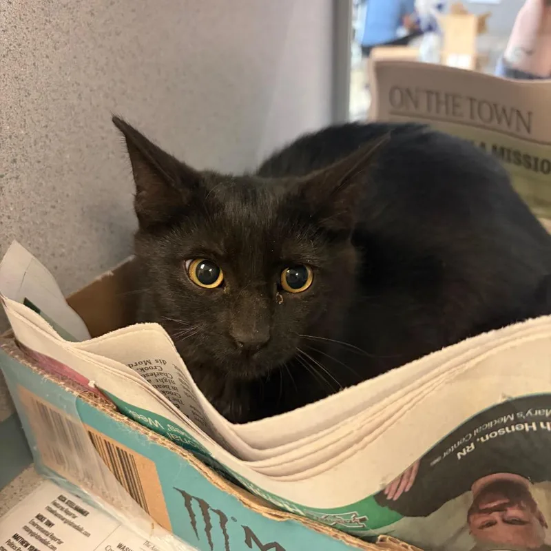 A baby small-sized female Black Domestic Short Hair cat named Luna Snow for adoption in Red House, WV