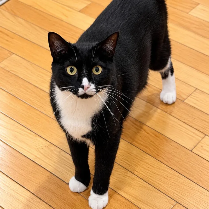 An adult small-sized female Black Domestic Short Hair cat named Willow for adoption in Hopkinton, MA