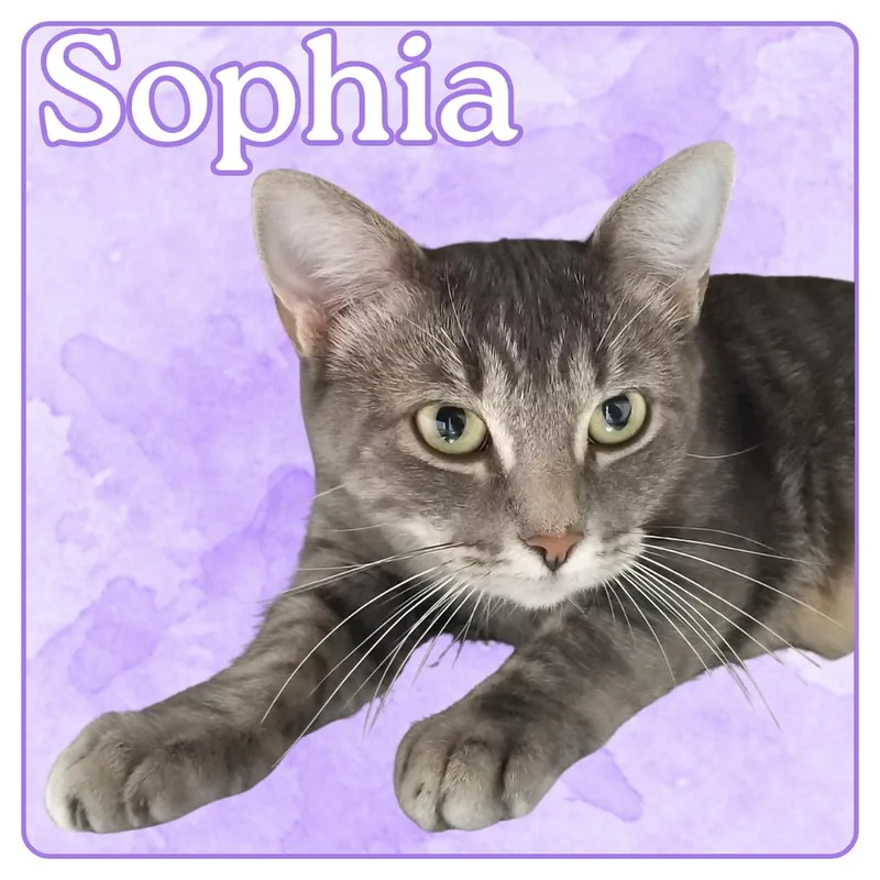 Sophia thumbnail 3