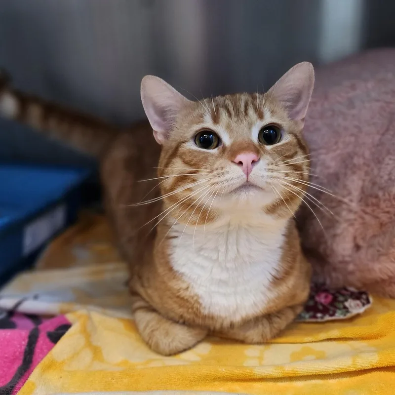 An adult large-sized male Tabby (Orange / Red) Domestic Short Hair cat named Chucky for adoption in Stanley, VA