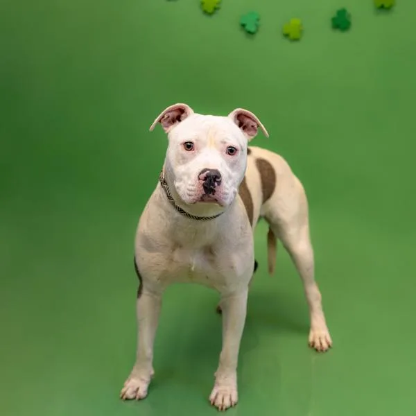 Pen  Remy thumbnail 2