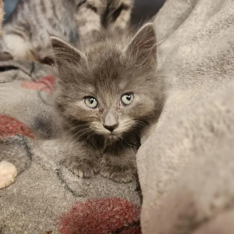 A baby small-sized female Gray / Blue / Silver Domestic Medium Hair cat named Priscilla for adoption in Evensville, TN