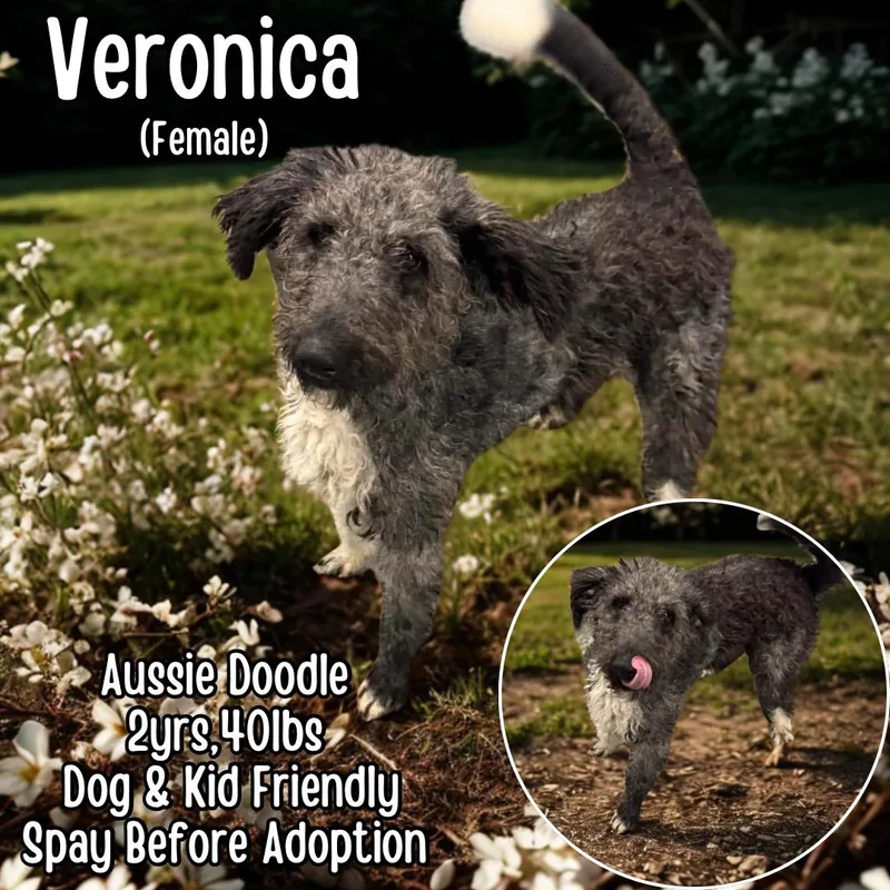 Veronica thumbnail 2