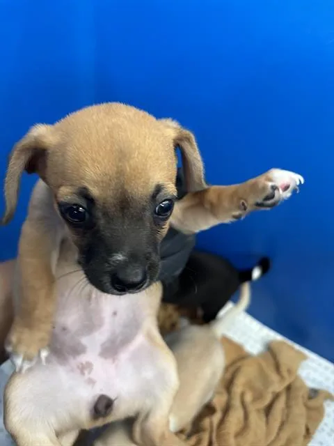 A baby small-sized female Mixed Breed dog named Jacky for adoption in Dallas, TX