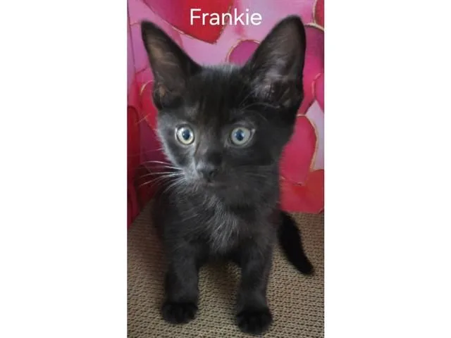 A baby small-sized male Domestic Short Hair cat named Frankie for adoption in Fort Wayne, IN