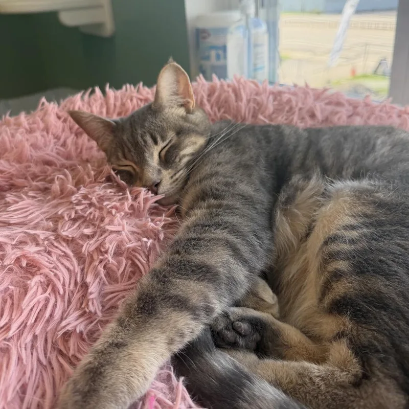 An adult large-sized male Domestic Short Hair cat named Prince for adoption in Hamburg, NY