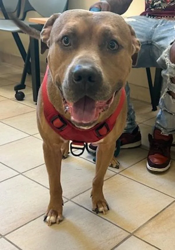An adult large-sized male American Staffordshire Terrier dog named Fendi for adoption in Virginia Beach, VA