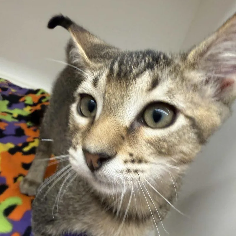 A baby medium-sized male Brown / Chocolate Domestic Short Hair cat named Odysseus for adoption in Beaumont, TX