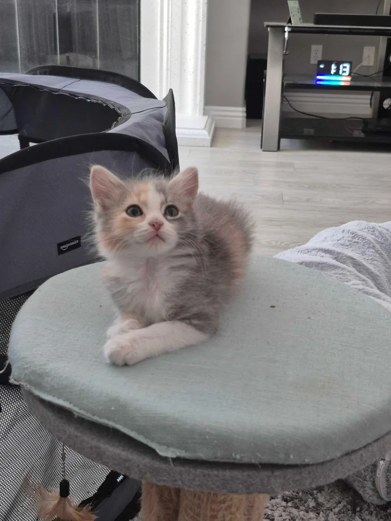 A young medium-sized female Dilute Calico cat named Dori for adoption in Riverside, CA
