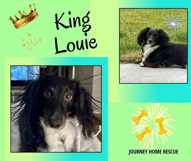 An adult small-sized male Black Dachshund (Long Haired) dog named King Louie for adoption in East Wenatchee, WA