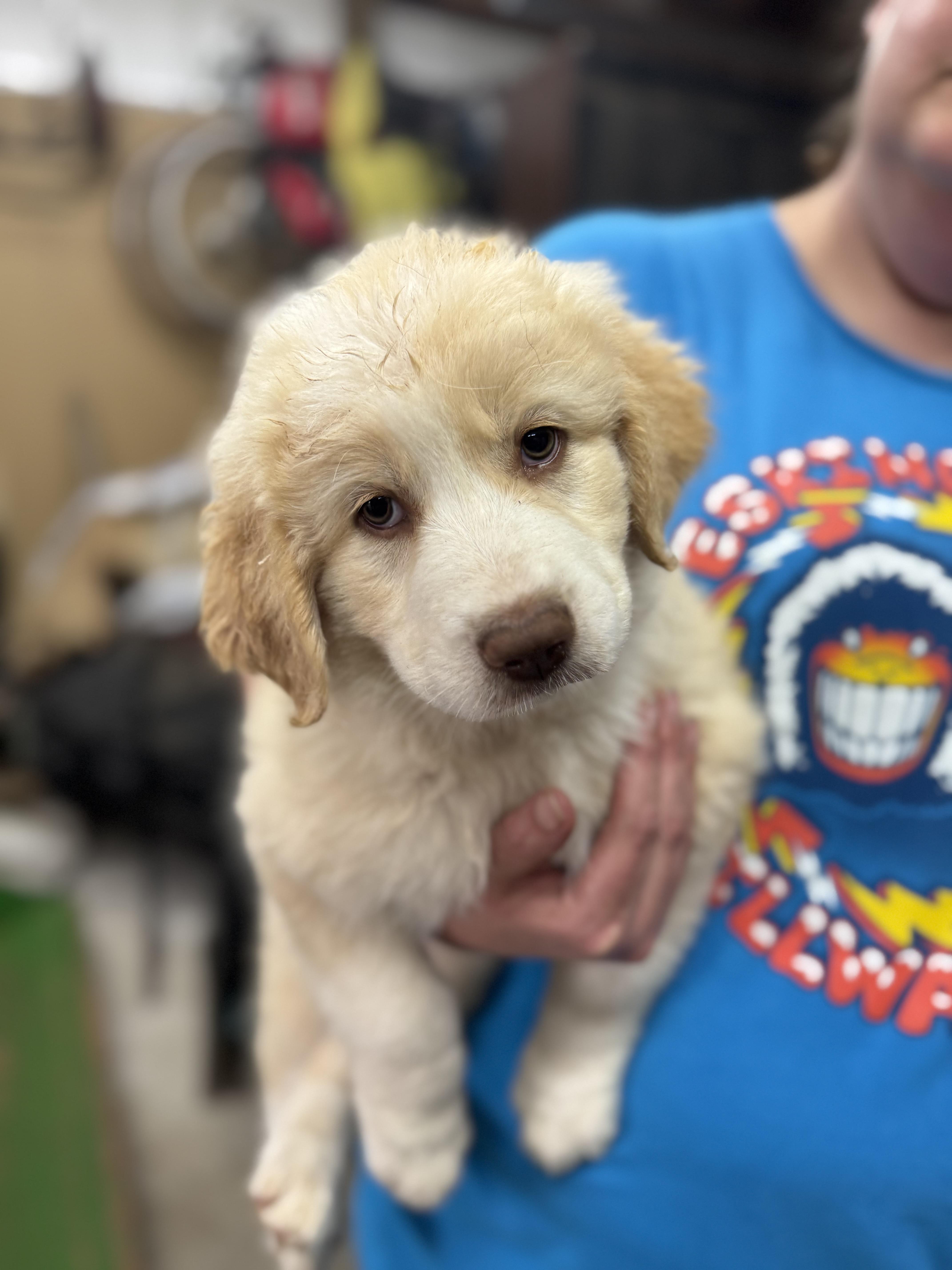 A baby large-sized female White / Cream Great Pyrenees dog named Jasmine for adoption in Cushing, OK