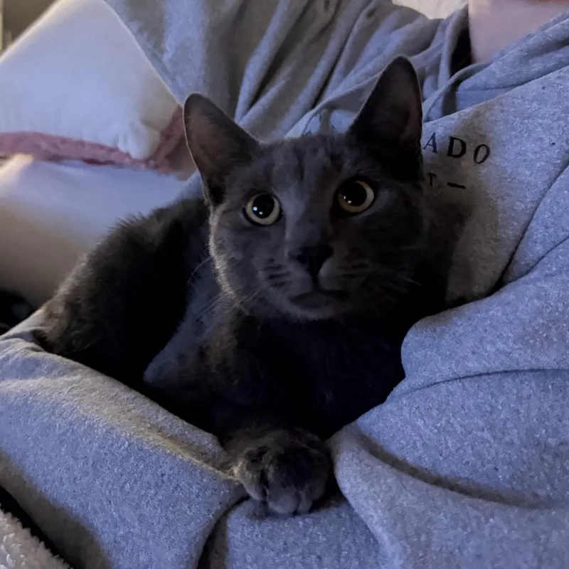 A young medium-sized male Domestic Short Hair cat named Liam QuincyIJ for adoption in Tallahassee, FL
