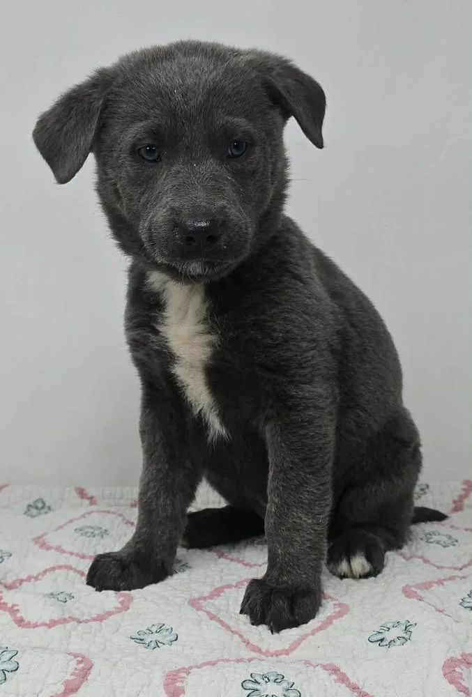 A baby medium-sized male Gray / Blue / Silver German Shepherd Dog dog named Blue Comet for adoption in Brewster , NY