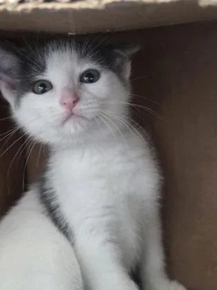 A baby medium-sized female Domestic Short Hair cat named Ribbon for adoption in Westland, MI