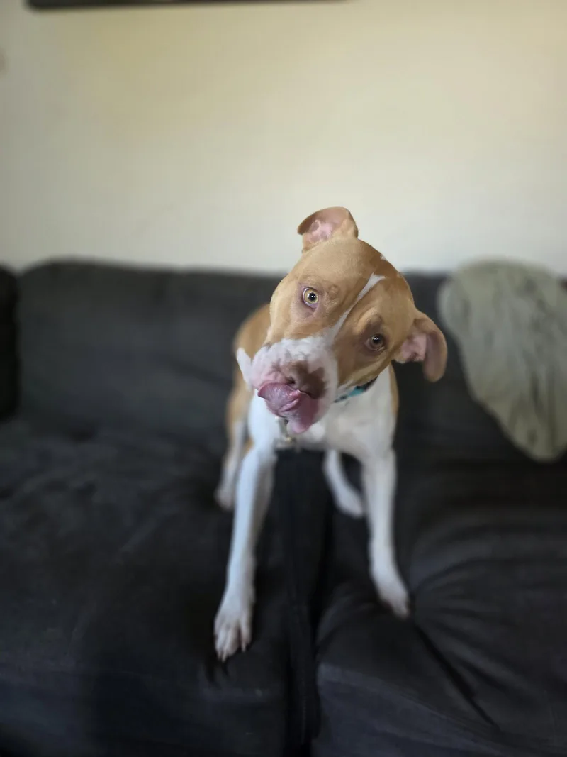An adult large-sized female Pit Bull Terrier dog named Svetlana for adoption in New London, WI