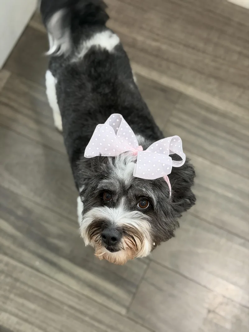 An adult medium-sized female Havanese dog named Nina for adoption in Mahwah, NJ