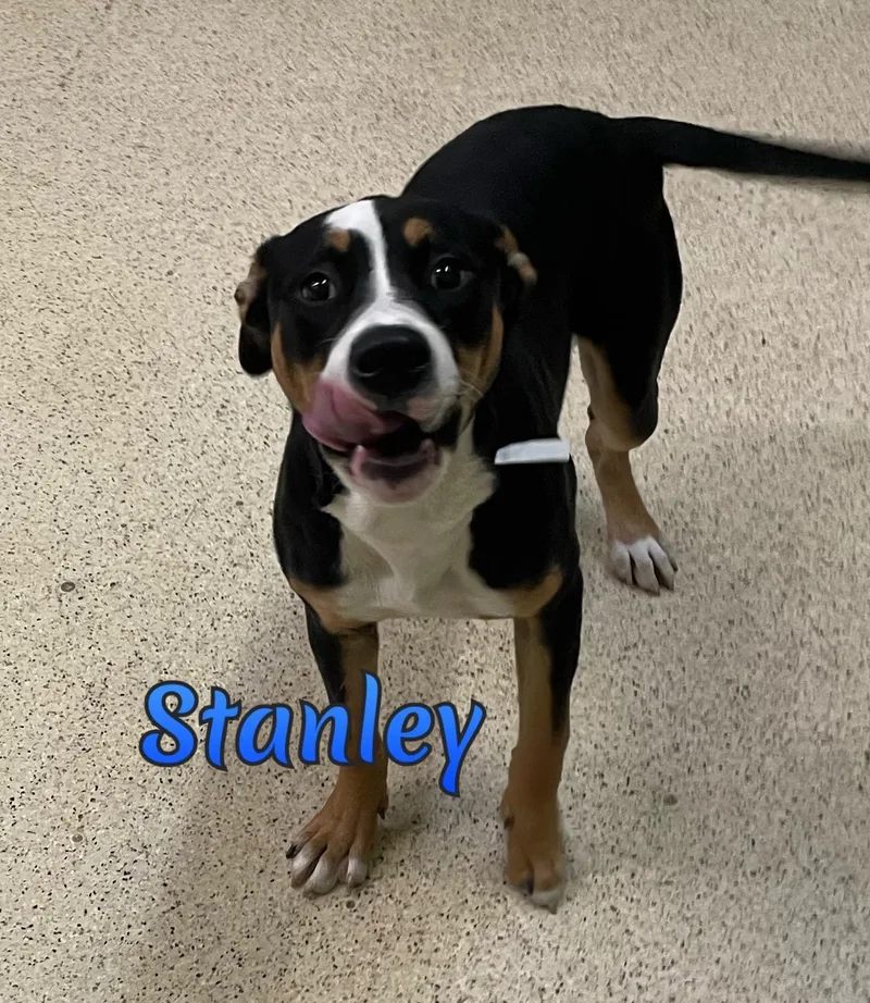 A baby medium-sized male Hound dog named Stanley for adoption in Muncie, IN
