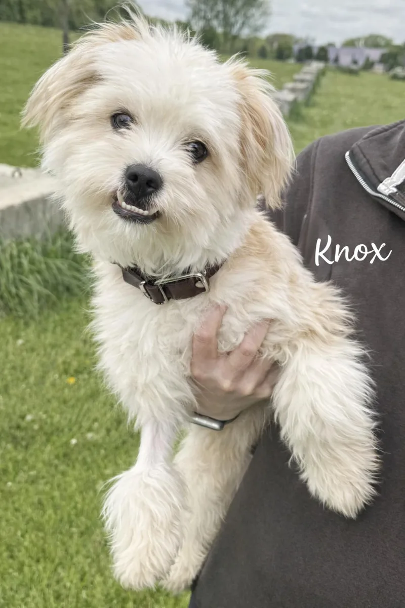Knox