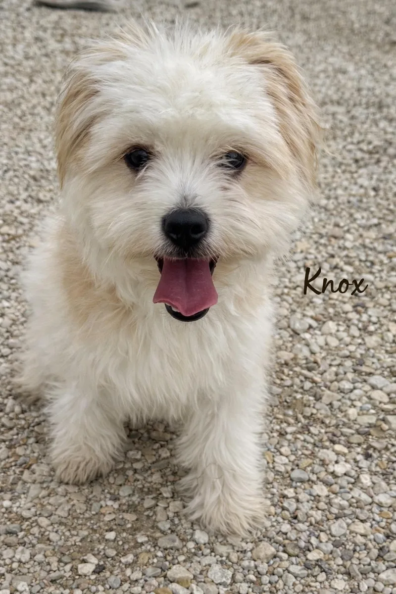 Knox thumbnail 2