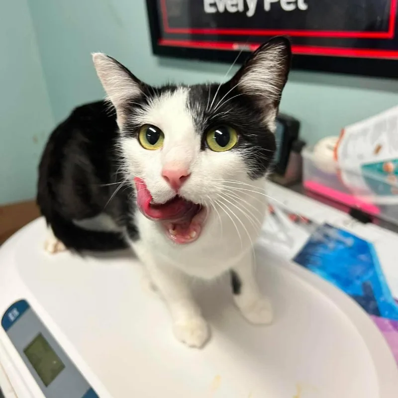 A young medium-sized female Black Domestic Short Hair cat named Chicken Noodle for adoption in Edwardsville, IL