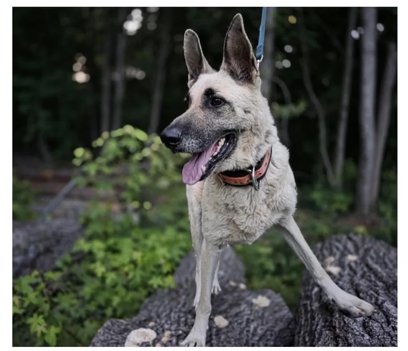 An adult large-sized female German Shepherd Dog dog named Verna for adoption in Roswell, GA