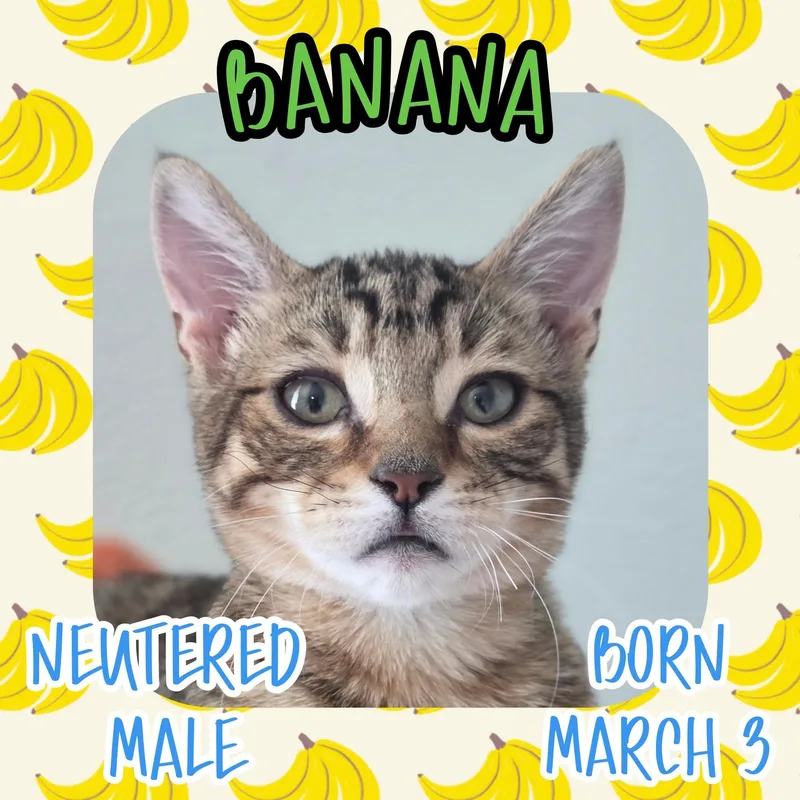 A baby small-sized male Tabby (Brown / Chocolate) Tabby cat named Banana for adoption in Salida, CA
