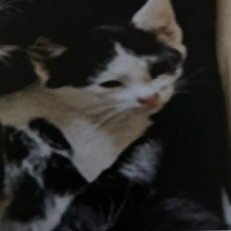 A young small-sized male Black Domestic Short Hair cat named Boots for adoption in Hemet, CA