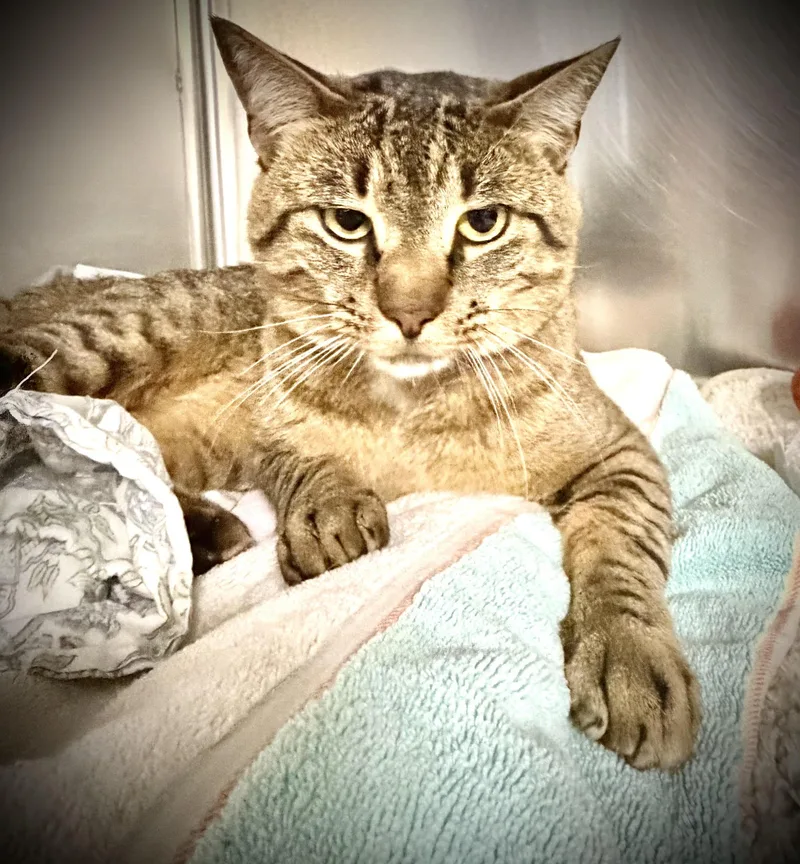 An adult medium-sized male Tabby (Buff / Tan / Fawn) Domestic Short Hair cat named Dennis for adoption in Marblehead, MA