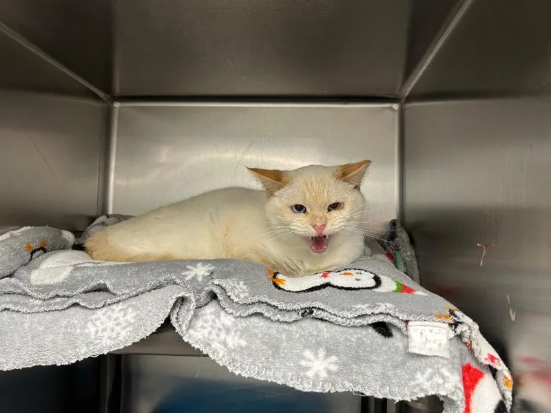 A young medium-sized male Domestic Short Hair cat named Honeybud for adoption in Sandy, UT
