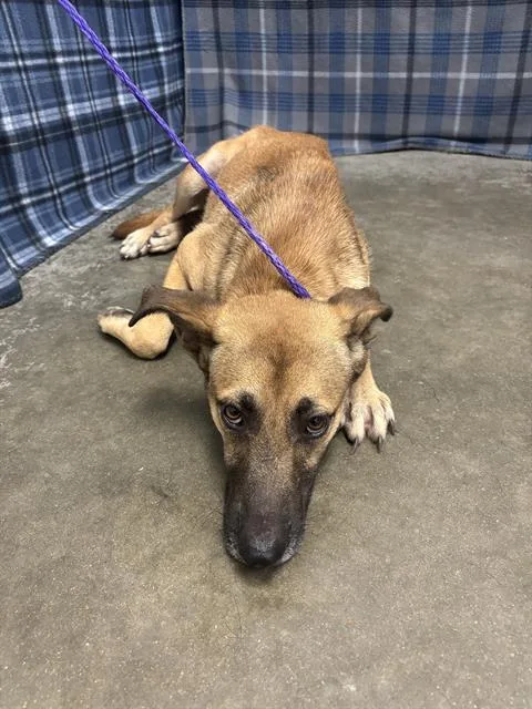 A young medium-sized male German Shepherd Dog dog named Tempest for adoption in Rosenberg, TX