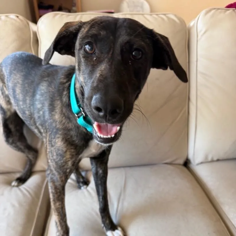 A young medium-sized female Brindle Mixed Breed dog named Bandana Butterbeans for adoption in lawton, OK