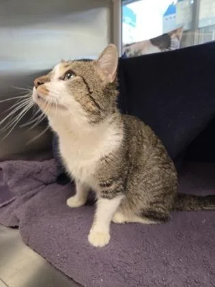 An adult medium-sized male Brown / Chocolate Domestic Short Hair cat named Sage for adoption in Kansas City, MO