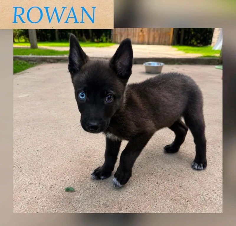 A baby medium-sized male German Shepherd Dog dog named Rowan for adoption in Holbrook, NY