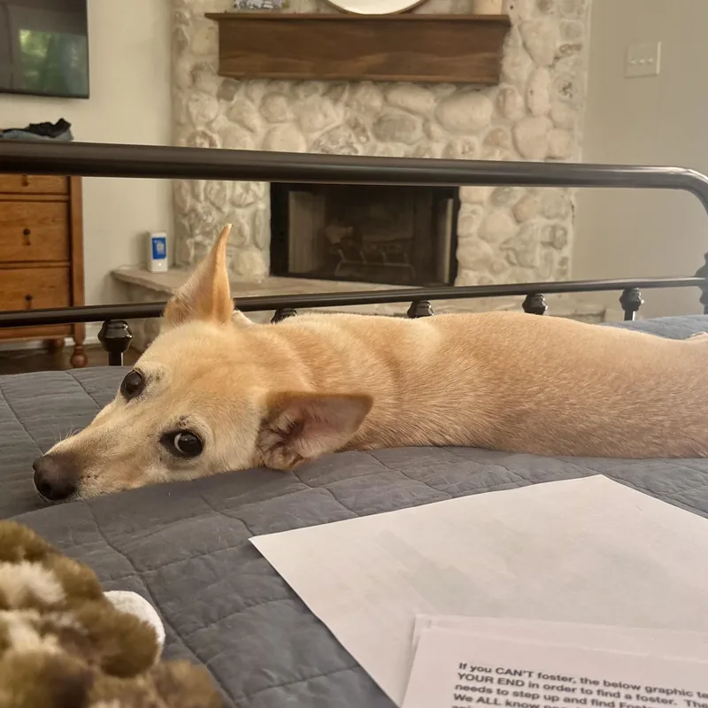 An adult medium-sized female White / Cream Dachshund dog named Potato for adoption in Liverpool, TX