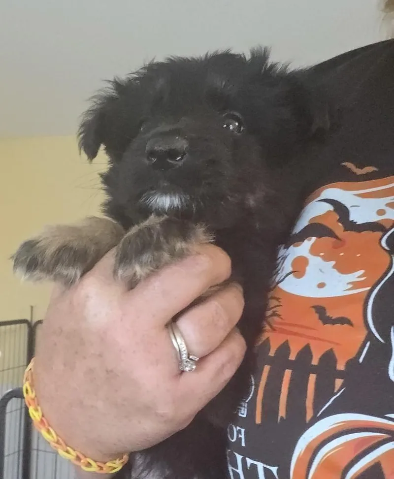 A baby small-sized male Tricolor (Brown, Black, & White) Shepherd dog named Green Goblin for adoption in Lakeland, FL