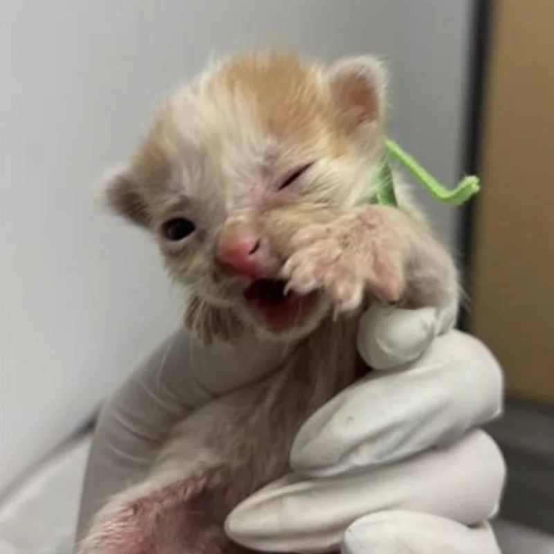 A baby small-sized male Orange / Red Domestic Short Hair cat named Salmon for adoption in Jacksonville, FL