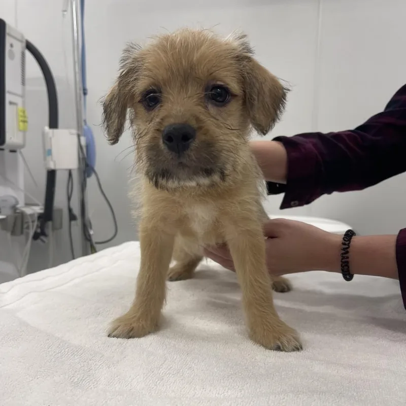 A baby small-sized female Yellow / Tan / Blond / Fawn Bernese Mountain Dog dog named Tianna for adoption in Winston Salem, NC
