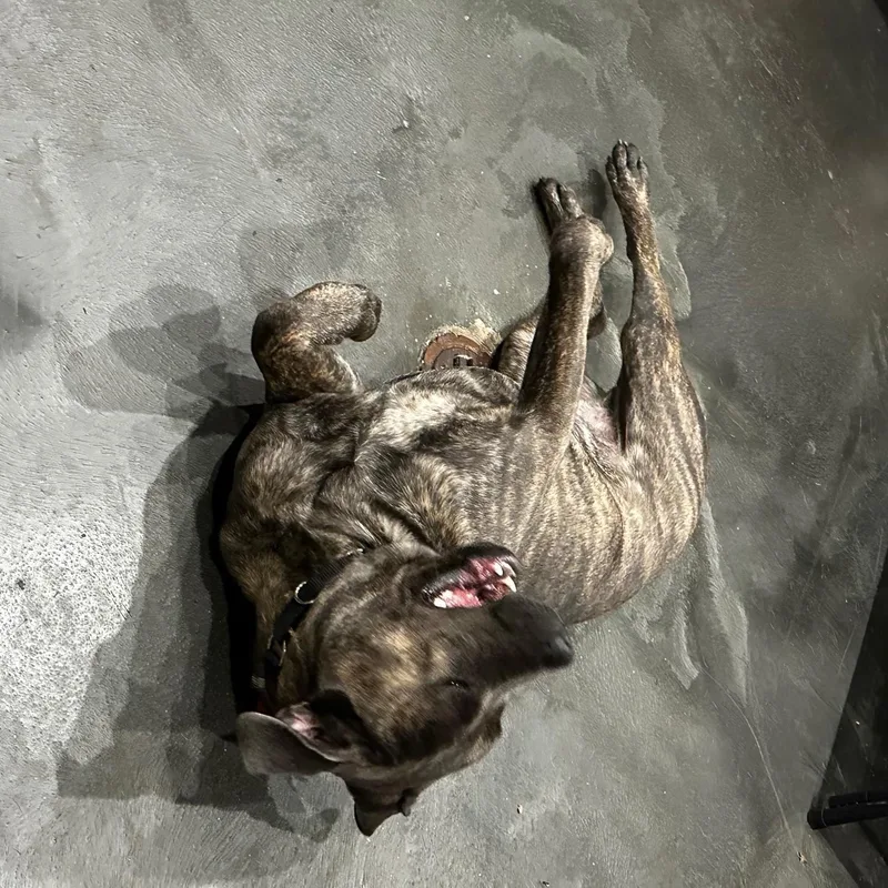 A young large-sized male Brindle Cane Corso dog named Baxter for adoption in West Milford, NJ