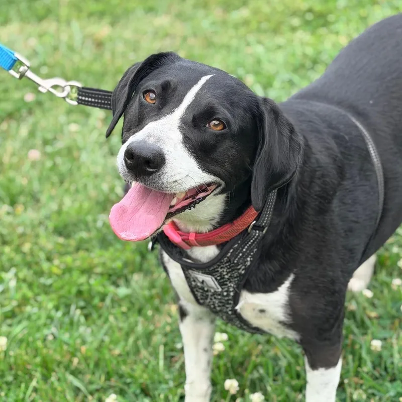 An adult small-sized female White / Cream Mixed Breed dog named Lilly for adoption in Huntington, WV