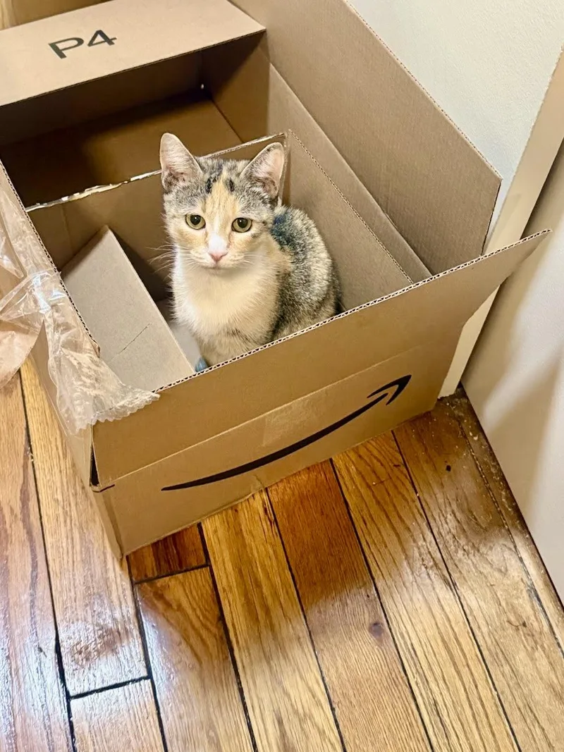 An adult medium-sized female Calico cat named Mabel for adoption in New York, NY