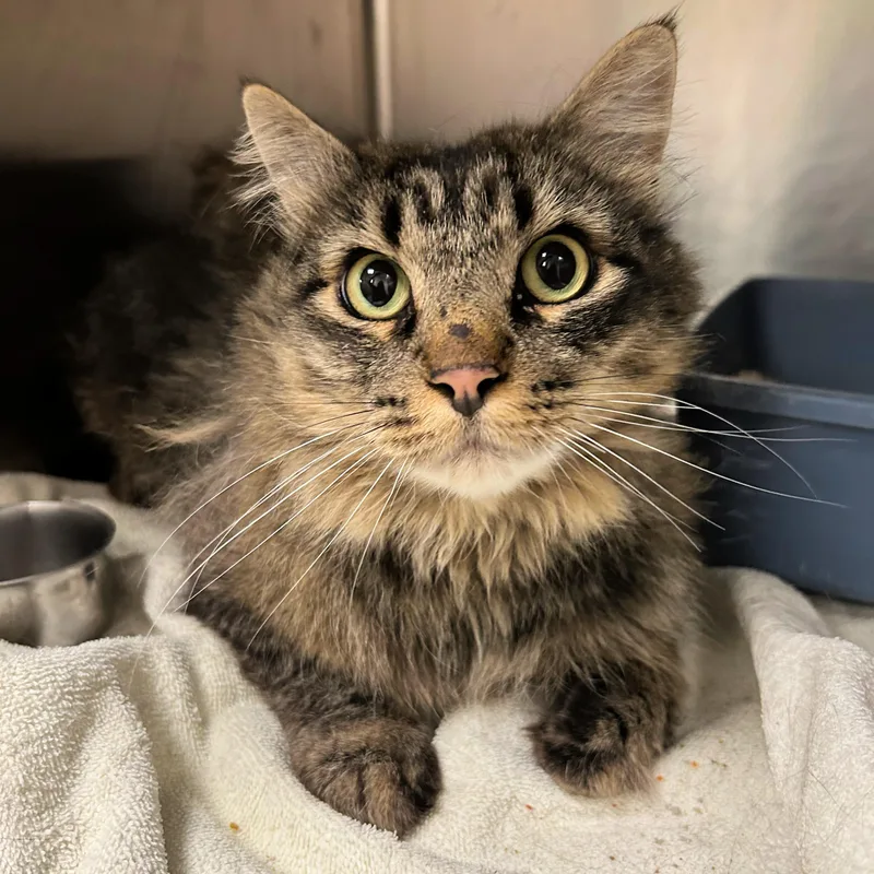 A young large-sized male Tabby (Brown / Chocolate) Domestic Long Hair cat named Beetee for adoption in Lindon, UT